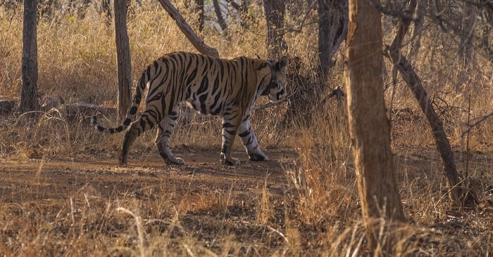 Panna National Park