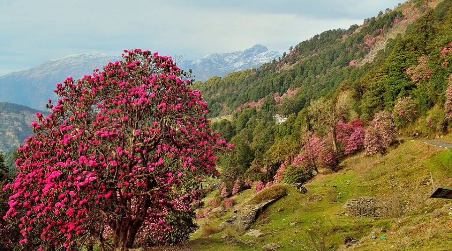 Chopta, Uttarakhand