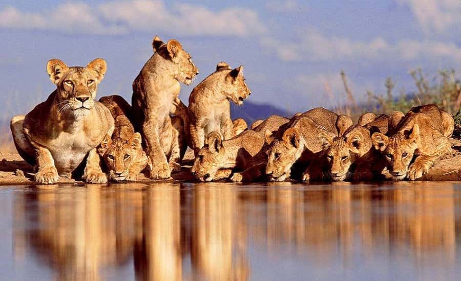 Asiatic Lion at Gir National Park