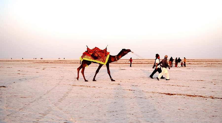 Camel Safari on the Rann