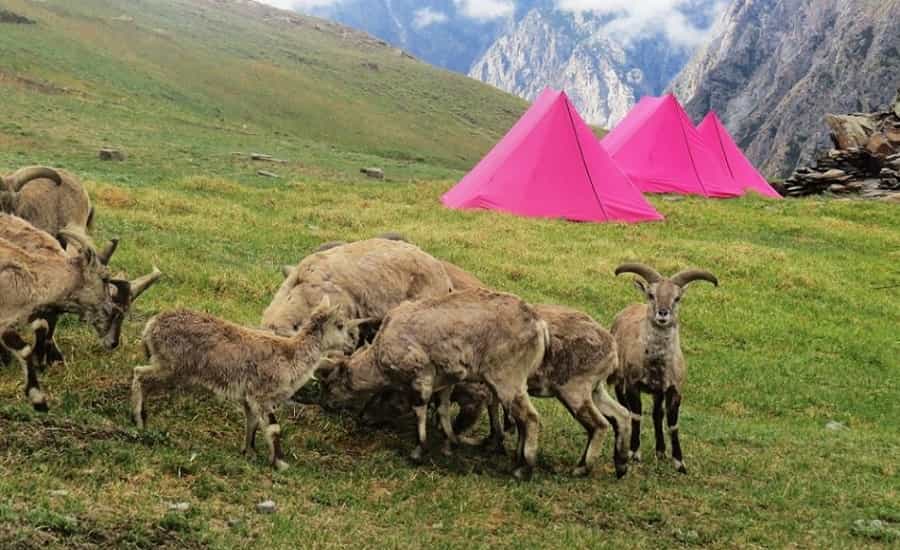 Gangotri National Park