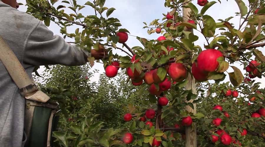 Apple Garden, Chaubatia Ranikhet