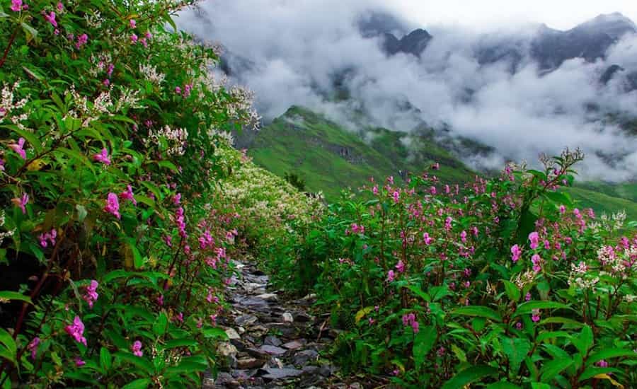 Valley Of Flowers: The High Altitude UNESCO Site for a Variety of flowers