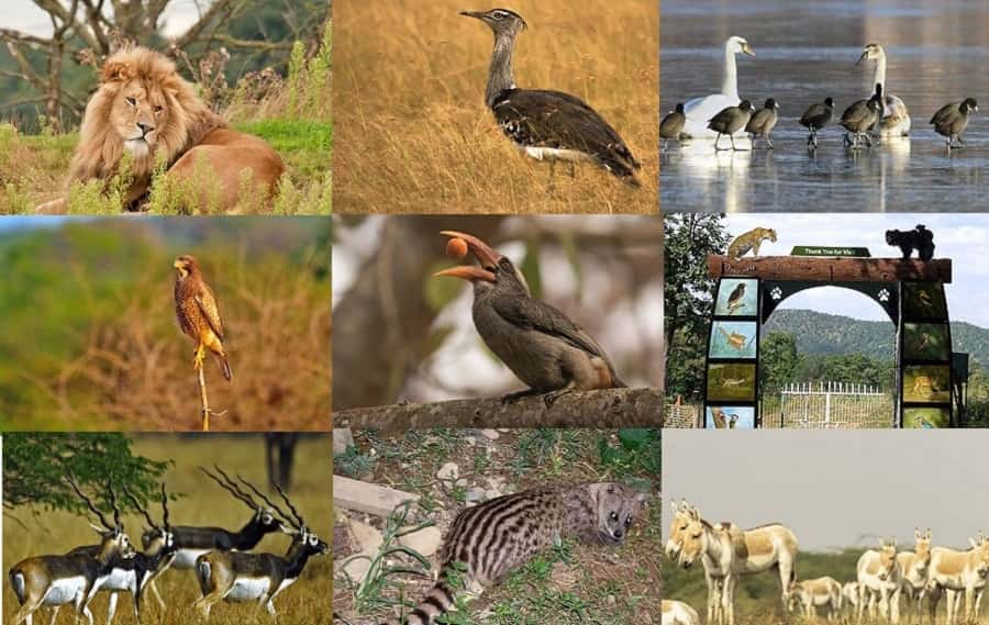 Wildlife Tourism in Gujarat- Wildlife Sanctuaries & National Parks in  Gujarat