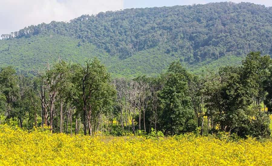 Kotagarh Wildlife Sanctuary Odisha