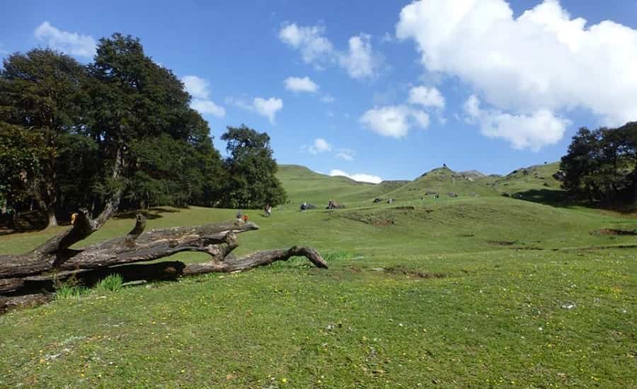 Gurson Bugyal Trek, Auli