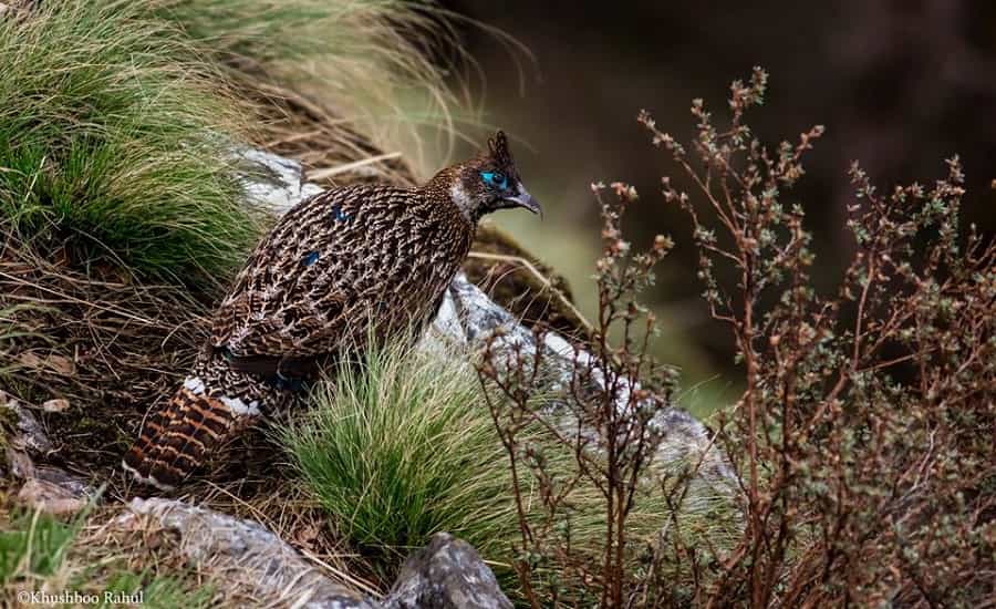 Himalayan Monal at Kedarnath Wildlife Sanctuary