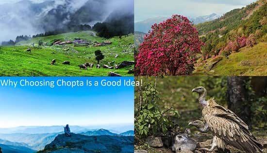 Chopta – A Splendid Destination for Your Travel Plans
