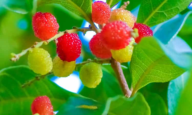 Top 12 Most Famous Fruits of Uttarakhand