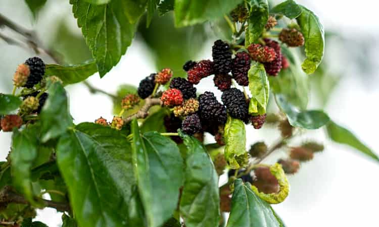 Mulberries